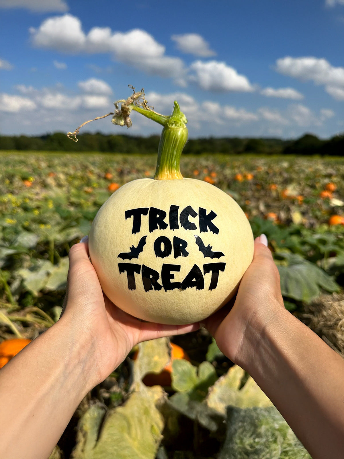 Halloween Pumpkin Labels